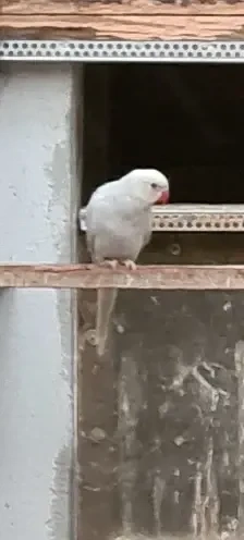 Halsbandsittiche abzugeben: