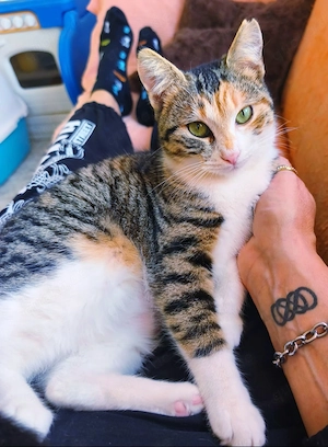 Kätzchen aus dem Tierschutz