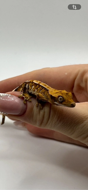 Kronengecko tricolor baby 