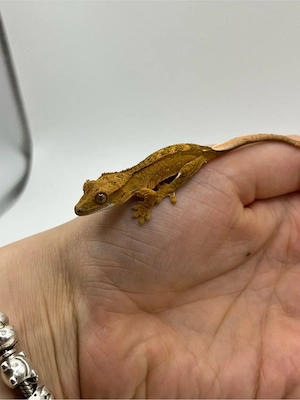 Kronengecko Baby dalmatiner 