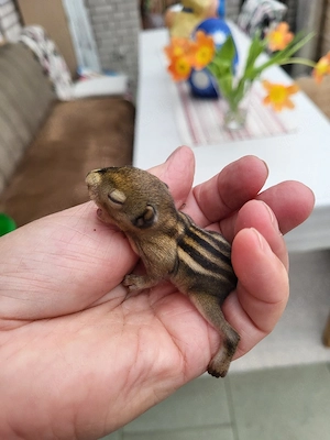 nestjunge chin.Baumstreifenhörnchen Bild 2