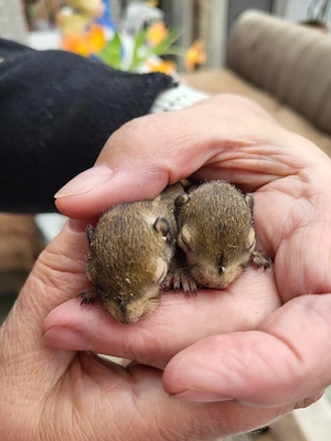 nestjunge chin.Baumstreifenhörnchen Bild 4