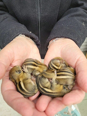 nestjunge chin.Baumstreifenhörnchen Bild 3