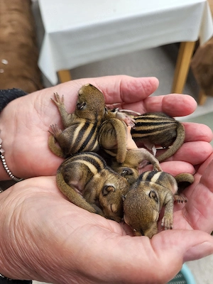 nestjunge chin.Baumstreifenhörnchen Bild 5