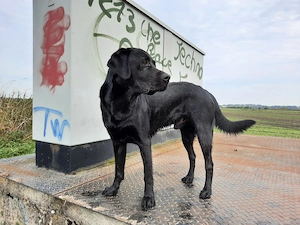 Labrador Deckrüde, vererbt alle Farben, zuchttauglich!
