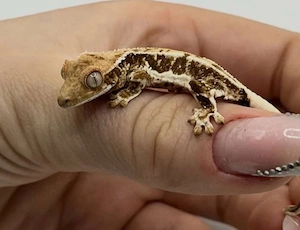 Kronegecko Baby Lilly White 