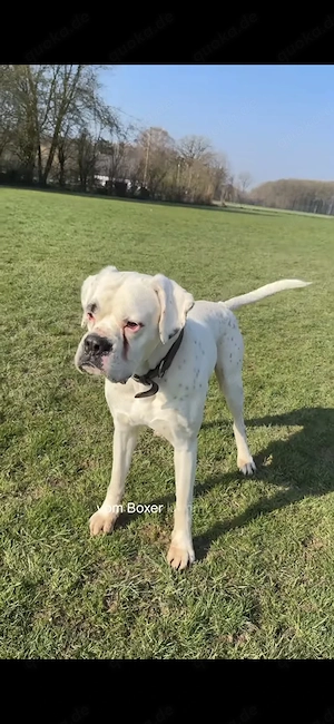7 jähriger boxer mix  sucht ein zu Hause. Bild 2
