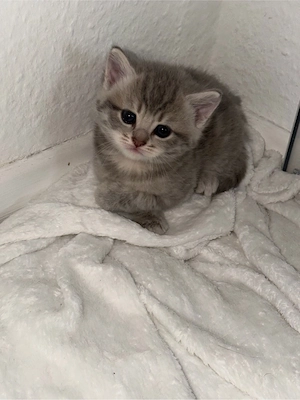 BKH Kitten 