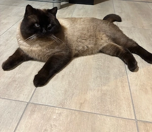 Deckkater BKH ( Britisch Kurzhaar ) 