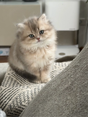 BKH  Kitten weiblich sucht ein liebevolles Zuhause Bild 2