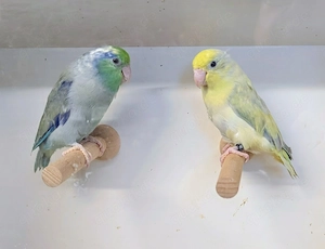 Junge Blaugenick-Sperlingspapageien