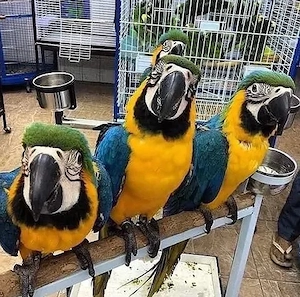 Bitte Wunderschöne Papageien zu verkaufen