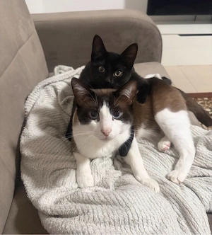 zwei liebe katzen in gute hände abzugeben Bild 2