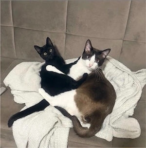 zwei liebe katzen in gute hände abzugeben Bild 3