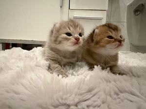 Britisch Kurzhaar Langhaar shaded gold Mix Kitten suchen liebevolles Zuhause