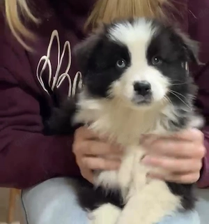 Australian Shepherd Welpen 