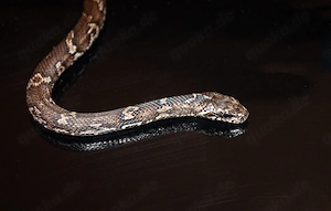 Elaphe schrenckii Amurnatter 