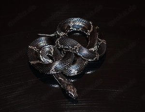 Elaphe schrenckii Amurnatter 