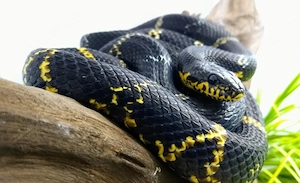 Suche 1.1 Elaphe schrencki High Yellow.