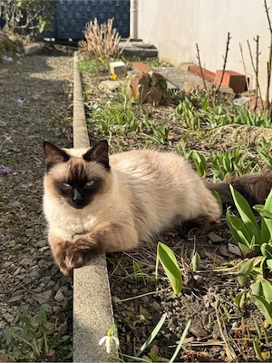 Reinrassige Siam Kitten ab der 12. Woche abzugeben