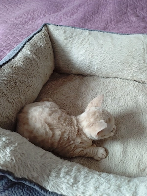 Reinrassige Devon Rex Kitten