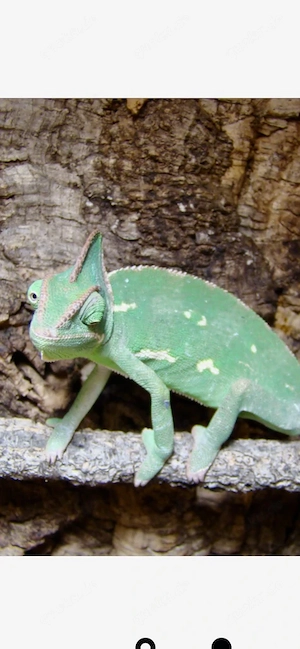 Jemenchamäleon weibchen