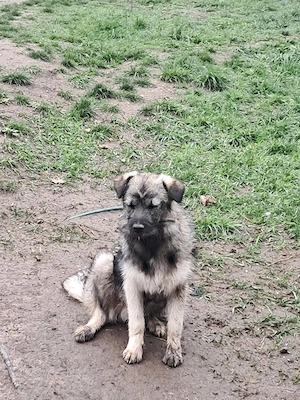 Pavel, süsser junger Hundebub sucht seine Menschen  Bild 7