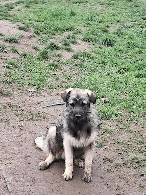 Pavel, süsser junger Hundebub sucht seine Menschen  Bild 4
