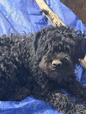 Milla, schwarzer Wuschel sucht Körbchen