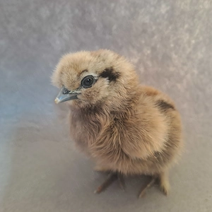 Küken Kücken Hühner Huhn Henne Hahn Bild 5