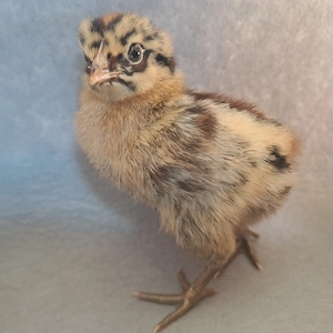 Küken Kücken Hühner Huhn Henne Hahn Bild 4