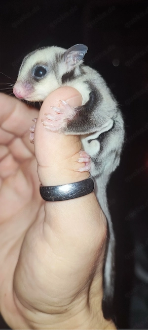 Sugar Glider, Jungtier  Bild 3