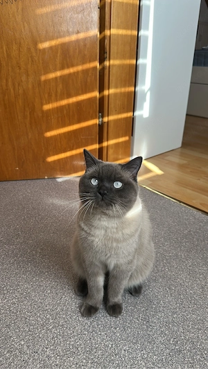 BKH Blue Point Kater Bild 2