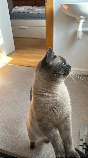 BKH Blue Point Kater