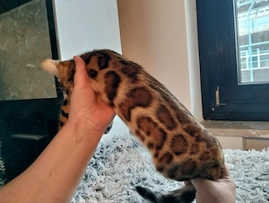 Bengal-Katze  Bild 2