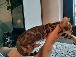 Bengal-Katze  Bild 7