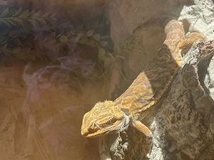 Pogona vitticeps (Männchen)