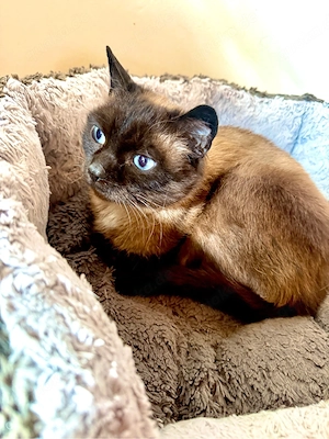 siam mix katzen dame 