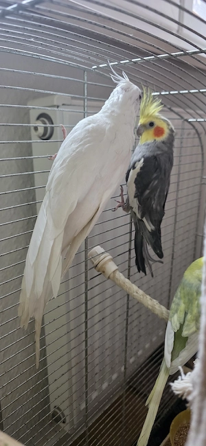 Ein Paar produktive Nymphensittiche