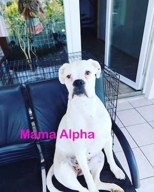 Welpen Deutscher Boxer 