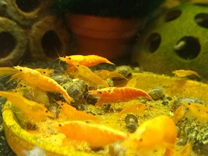 Garnelen - verschiedene Farben 