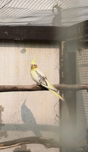 Nymphensittich Henne abzugeben 