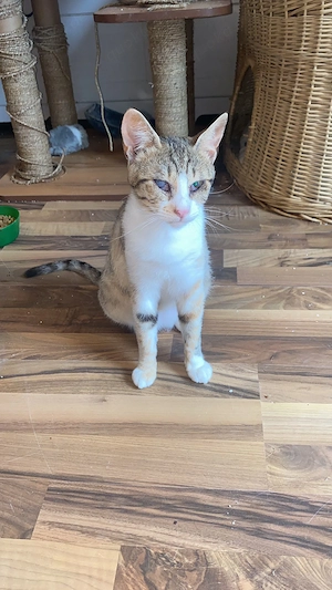Sissy & Max   verschmustes Katzenpaar sucht Zuhause (Olching bei München) Bild 3