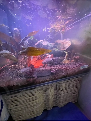 Axolotl Dringend abzugeben ! 