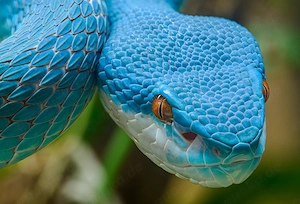 1.1 Trimeresurus Insularis Holdbacks from 2025! Different blood lines!