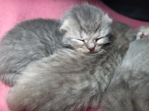 Bkh Blau tabby, Black Silber 