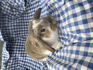 Junge Zwergwidder abzugeben. 