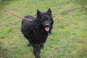 *NERO* möchte ganz genau wissen, wie er sich in einer Menschenfamilie verhalten soll