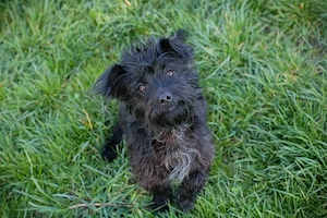 *GRUMBY* - Junghündin auf Familiensuche