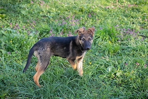 *WOOZLE GOOZLE* - der Welpe ist fröhlich und freundlich